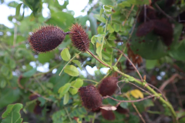 Níquel Gris Caesalpinia Bonduc Caesalpinia Bonducella Rama Con Fruta Níquel — Foto de Stock