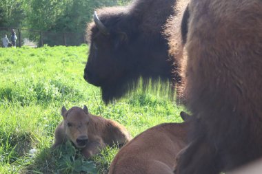 Bisons ailesi. Avrupa Bizon, Saint-Petersburg, Toksovo, Bison rezerv doğdu