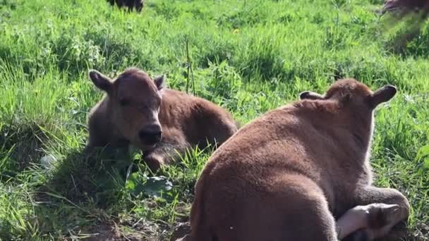 Familjen Bisons Europeiska Bison Saint Petersburg Toksovo Bison Föddes Reserven — Stockvideo