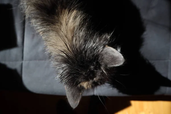 Grå Katt Våt Efter Dusch Katten Torkas Solen Norsk Skogkatt — Stockfoto