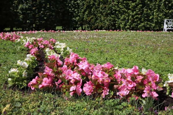 pink flowers in the park. Catherine park in Tsarskoe Selo near Saint Petersburg, Russia.