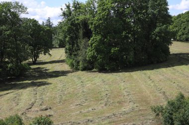 orman, park biçilmiş çim ile alan. Taze biçilmiş çimenler ile bir tarım alanı görünümü şimdi toplanacak hazır ve ön planda bazı otlar veya çim ile hazır satırlar içinde yalan