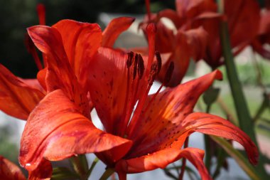 Turuncu zambak çiçekleri ve yapraklar lilium arka plan deseni. Güzel portakal zambak (lilium) yaz çiçek bahçesi. Çiçek yatağında yakın çekim turuncu madonna lily çalı. Nazik lilium desen lilly doku baskı.