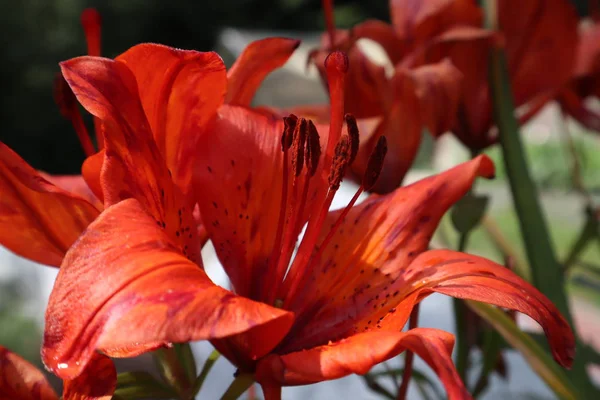 Orangefarbene Lilienblüten Blätter Lilium Hintergrund Muster Schöne Orangefarbene Lilie Lilium — Stockfoto