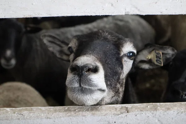 Czarna Głowa Owiec Farmie Oko Bliska Owiec — Zdjęcie stockowe
