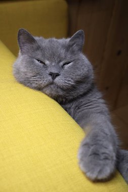 Güzel gözleri olan güzel bir Ingiliz kedi sandalye yatıyor. İngiliz kısa saç kedi mavi