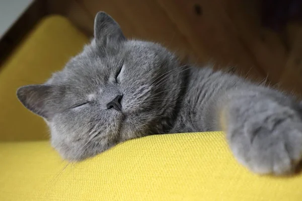 A beautiful British cat with beautiful eyes lies chair. British Short hair cat blue