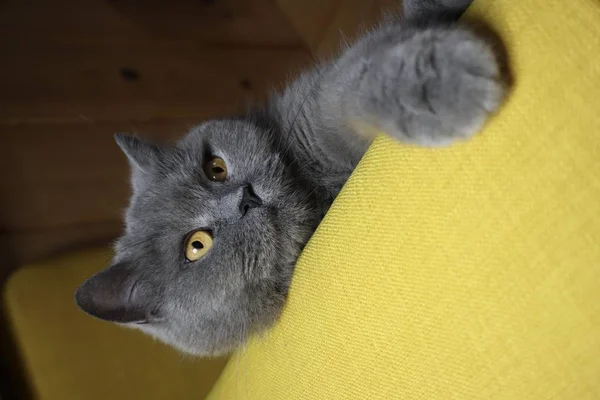 Güzel Gözleri Olan Güzel Bir Ingiliz Kedi Sandalye Yatıyor Ngiliz — Stok fotoğraf