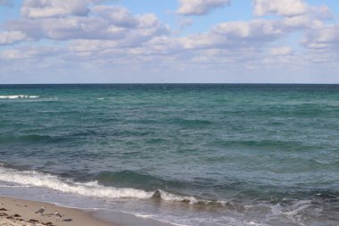 Atlantik Okyanusu 'nun kumlu kıyısındaki martılar