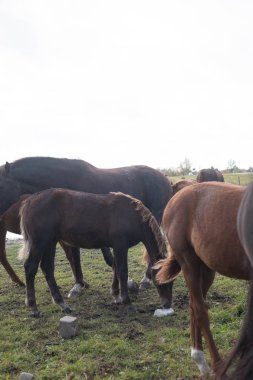 Kahverengi at sürüsü tarlada. At portresi. At ve yavrusu..