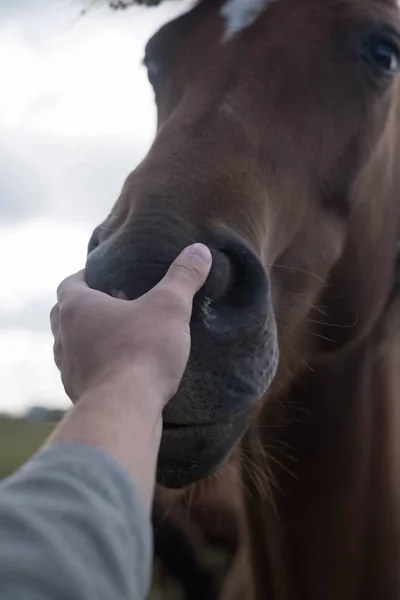 Konie Ludzie Portret Konia Mężczyzna Dotyka Końskiej Głowy Dotyk Przyjaźni — Zdjęcie stockowe