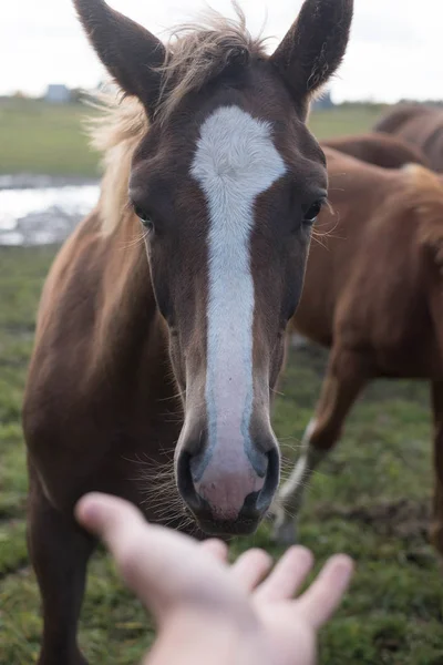Mutlu Kıllı Suratı Atlar Insanlar Portresi Kafası Insan Eli Ahırda — Stok fotoğraf