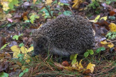 Sonbahar ormanında kirpi. Küçük bir kirpi sonbahar yaprakları arasında yürür doğrudan kameraya bakar.