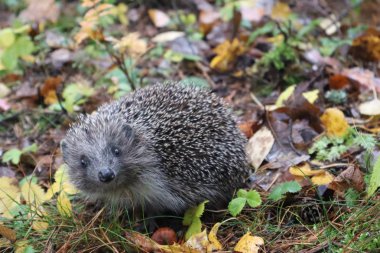 Sonbahar ormanında kirpi. Küçük bir kirpi sonbahar yaprakları arasında yürür doğrudan kameraya bakar.