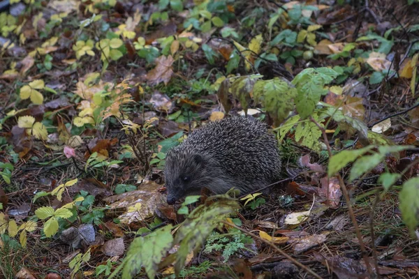 秋の森のハリネズミ少しハリネズミがカメラをまっすぐに見て紅葉を歩く — ストック写真