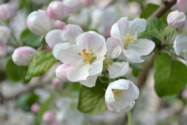 Çiçek açan elma ağacı.
