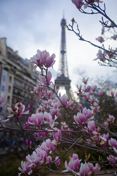 Pink magnolia in full bloom and Eiffel tower over the blue sky.
