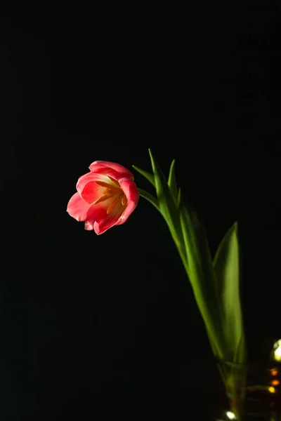Schöne Tulpe Der Nähe Eines Dunklen Hintergrunds Dunkle Beleuchtung — Stockfoto