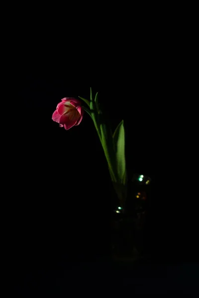 Belle Tulipe Près Fond Sombre Éclairage Sombre — Photo