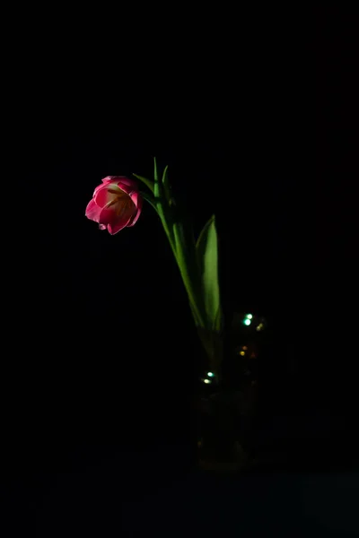 Belle Tulipe Près Fond Sombre Éclairage Sombre — Photo