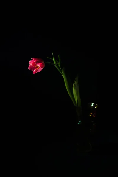 Karanlık Bir Arka Plan Koyu Yakınındaki Güzel Lale Aydınlatma — Stok fotoğraf