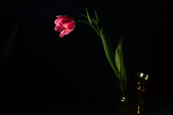 美丽的郁金香 靠近黑暗的背景 黑暗的灯光 — 图库照片