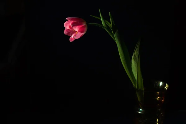 Linda Tulipa Perto Fundo Escuro Iluminação Escura — Fotografia de Stock