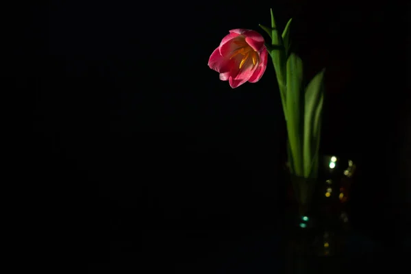 Linda Tulipa Perto Fundo Escuro Iluminação Escura — Fotografia de Stock