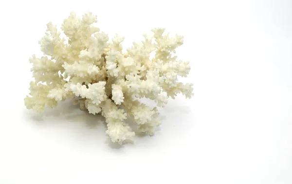 Μεγάλο Coral Λευκό Σπυράκια Φωτογραφία Αρχείου