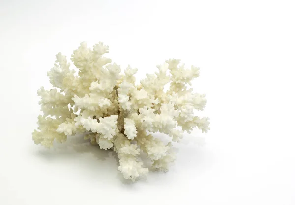 Μεγάλο Coral Λευκό Σπυράκια Royalty Free Εικόνες Αρχείου