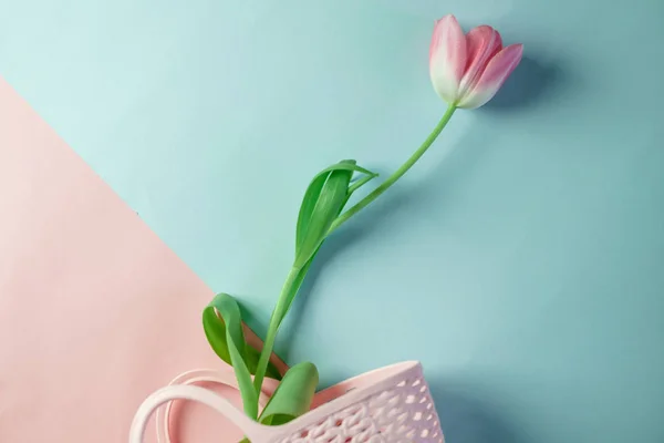 Beautiful pink tulip, on a colored background, with a pink bag, decoration in daylight