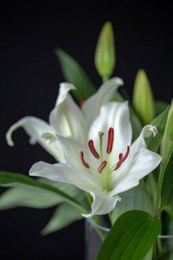 Lily lilly beyaz oryantal siyah arka plan üzerinde yakın