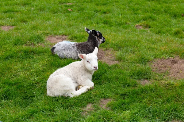 Lambs lying in grass, spring new born — Stock Photo, Image