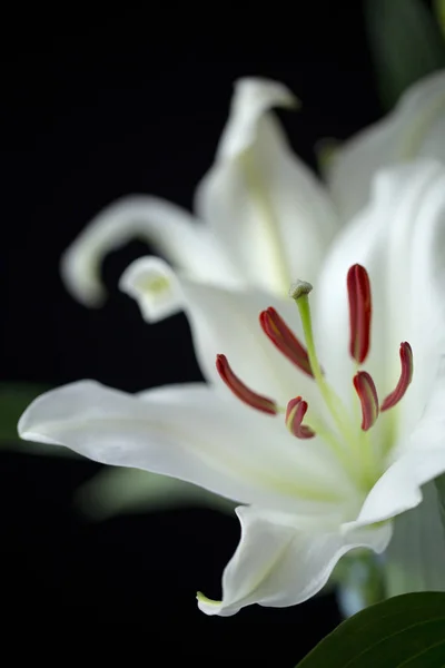 Lily lila blanco oriental de cerca sobre fondo negro —  Fotos de Stock