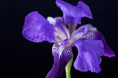 Siyah bir arka plan üzerinde mavi iris çiçek baş