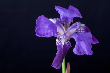 Siyah bir arka plan üzerinde mavi iris çiçek baş