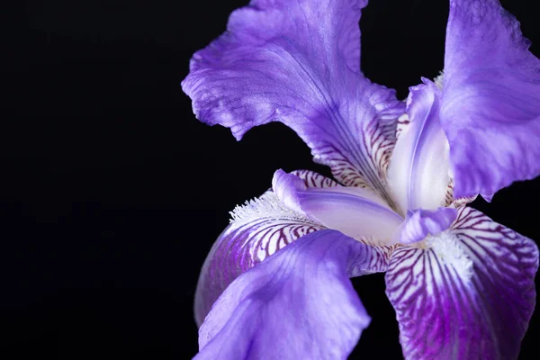 Siyah bir arka plan üzerinde mavi iris çiçek baş — Stok fotoğraf