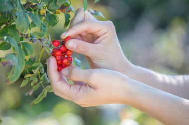 Sonbahar Olgun kırmızı üvez