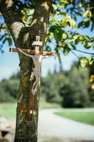 Crucifixo Uma Árvore Livre Jesus Cristo — Fotografia de Stock