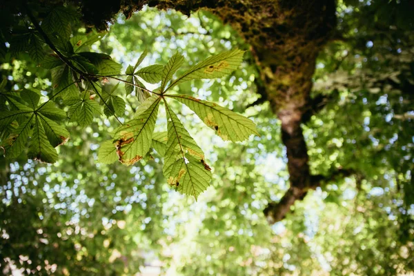 Leaf Chestnut Tree Trunk Blurry — Stock Photo, Image