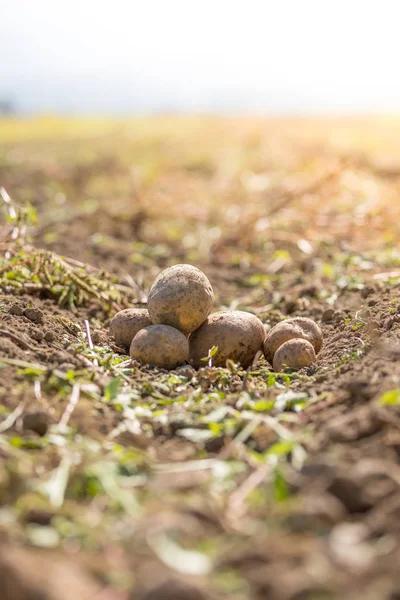Свежая Картошка Картофельной Ферме Урожай Органическая Вегетарианская Еда — стоковое фото