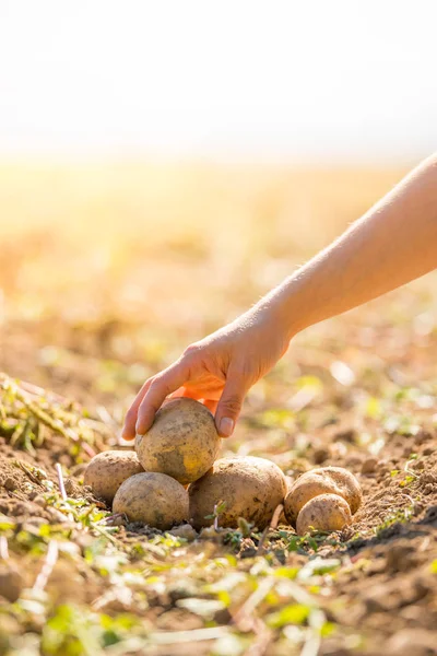 Farmer Holds Fresh Potatoes His Hands Harvest Organic Vegetarian Food — Stock Photo, Image