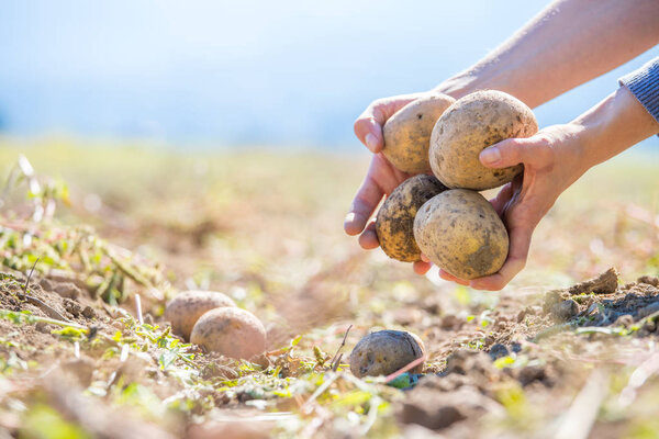 Farmer holds fresh potatoes in his hands. Harvest, organic vegetarian food. 