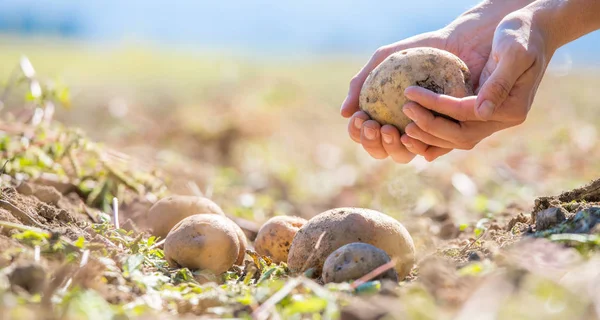 Petani Memegang Kentang Segar Tangannya Panen Makanan Organik Vegetarian — Stok Foto