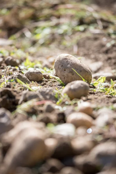 ジャガイモ農場の新鮮なジャガイモ 有機菜食主義の食糧の収穫 — ストック写真
