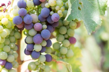 Akşam güneşi, Tuscany mavi ve yeşil asma üzüm bir çiftlikte