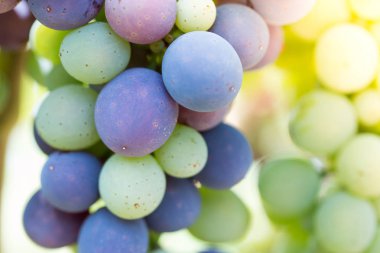 Akşam güneşi, Tuscany mavi ve yeşil asma üzüm bir çiftlikte