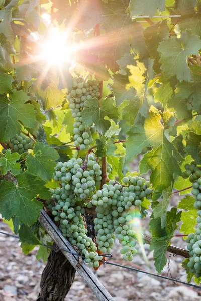 Uvas Videira Verde Uma Fazenda Sol Tarde Toscana — Fotografia de Stock