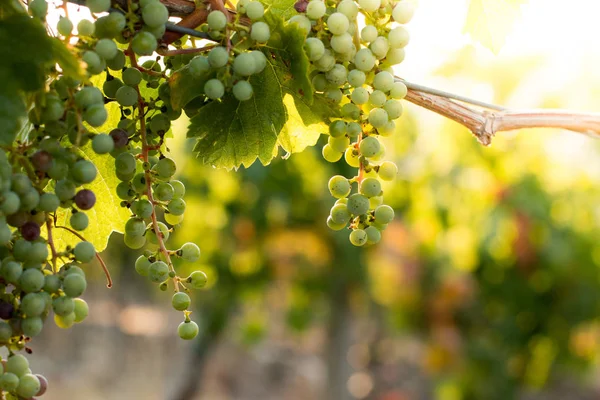 Uvas Videira Verde Uma Fazenda Sol Tarde Toscana — Fotografia de Stock