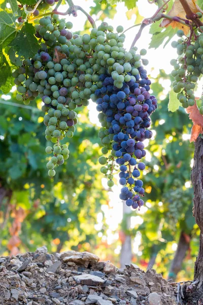 Uvas Videira Azul Verde Uma Fazenda Sol Tarde Toscana — Fotografia de Stock